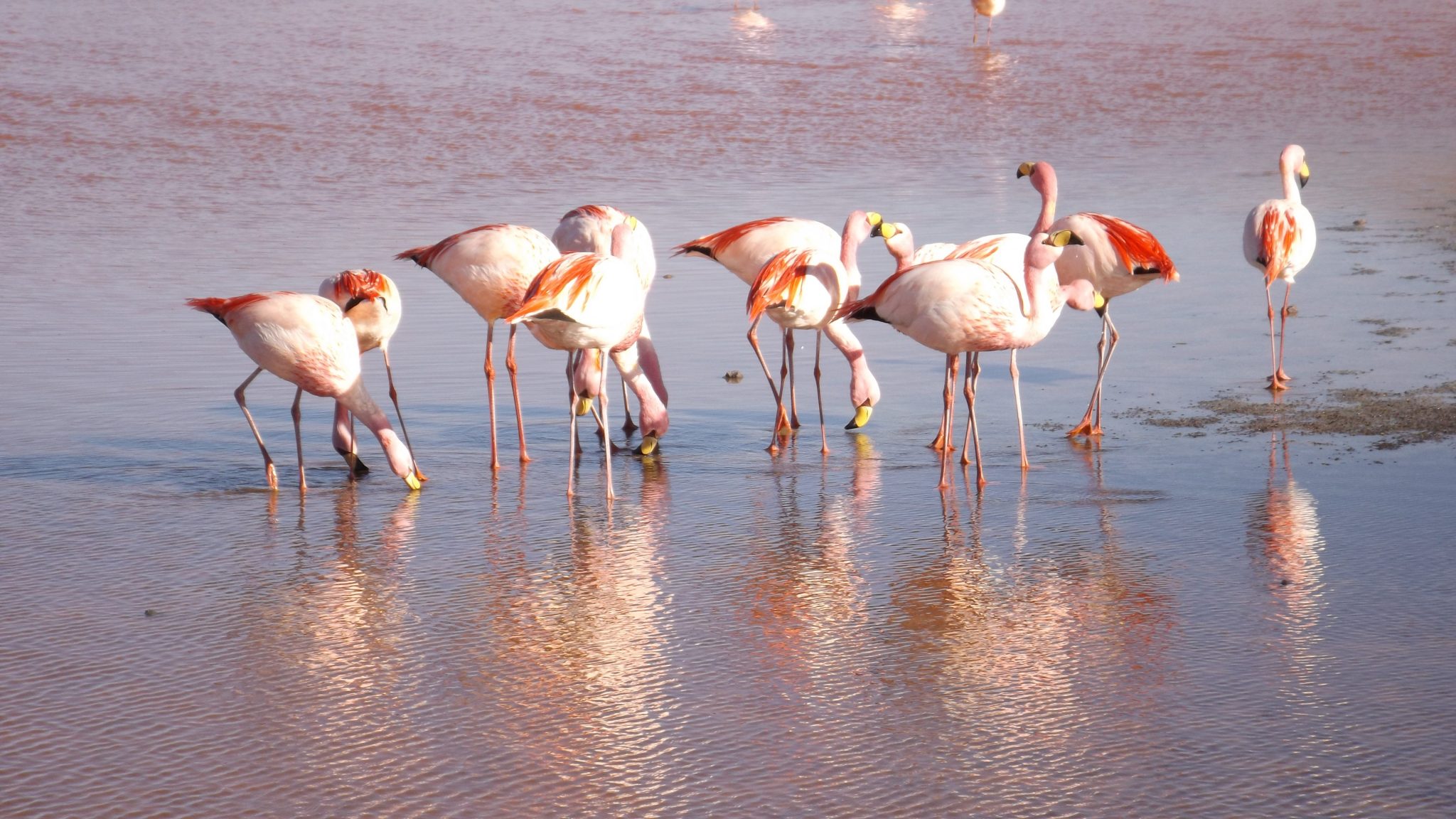 Img post laguna colorada 3 Salar de Uyuni-Pasaporte y Millas